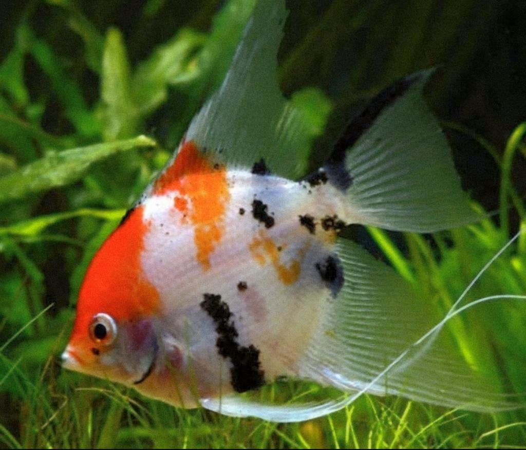 Prachtige maanvis, Poisson, Poisson d'eau douce