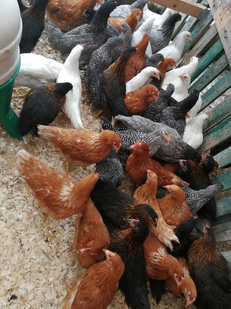 poulets 7 couleurs différentes + d'autres 5+1/10+3 gratuits, Animaux & Accessoires, Volatiles, Poule ou poulet, Femelle