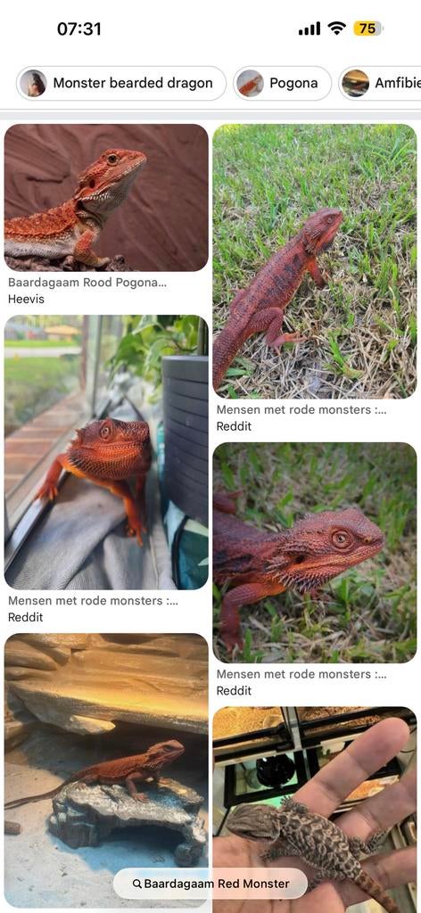 Ik zoek vrouw bardagaams, Dieren en Toebehoren, Reptielen en Amfibieën