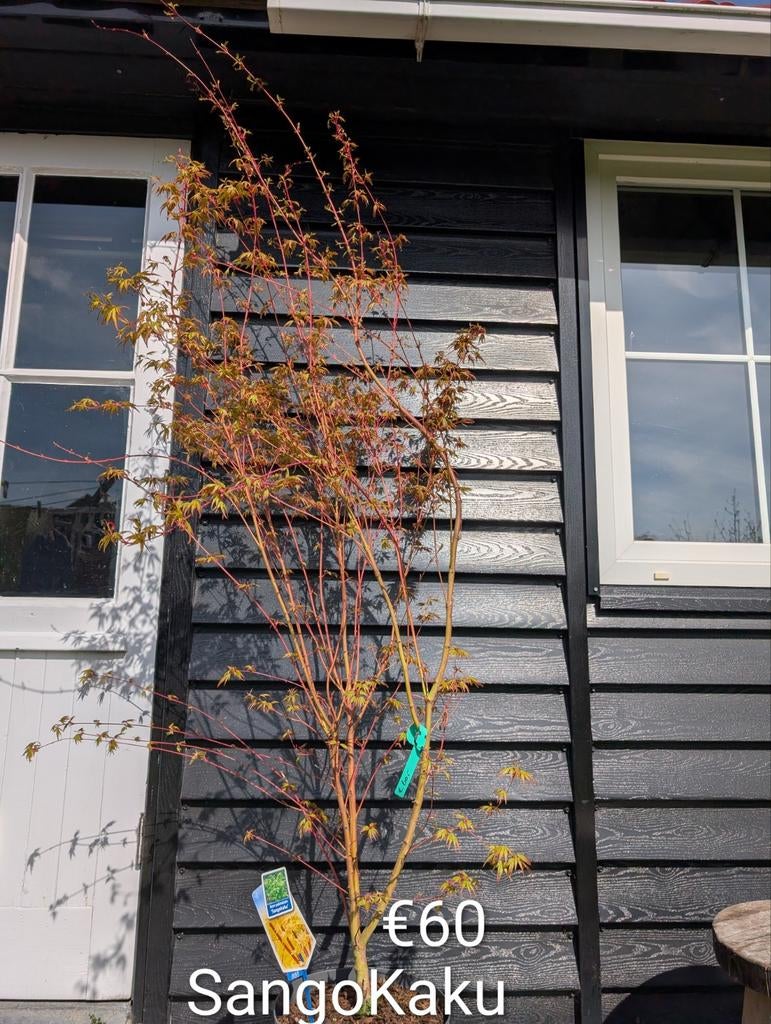 Acer palmatum SangoKaku Japanse esdoorn, Tuin en Terras, Planten | Bomen, Ophalen