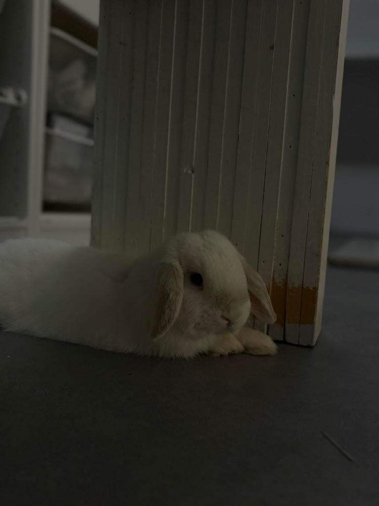 Ram dwergkonijnen te koop, Vrouwelijk, Dwerg, Hangoor