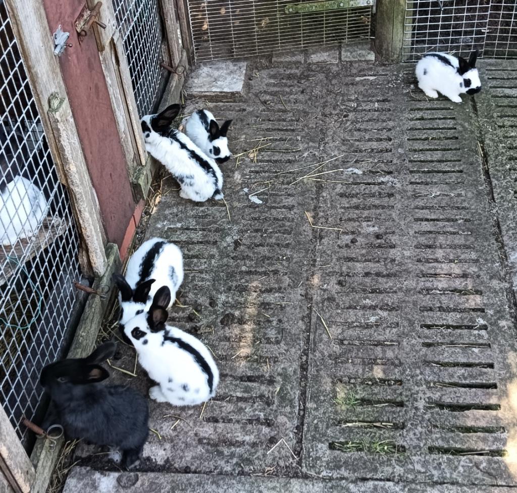 Nest reuze vlinder Lotharinger konijnen, Plusieurs animaux, Grand, 0 à 2 ans