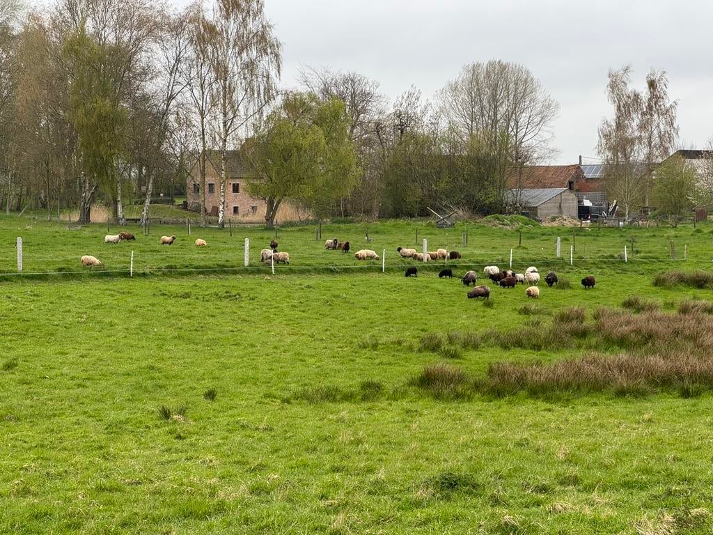 Lot de 34 moutons Ouessant, Plusieurs animaux, Mouton, 0 à 2 ans