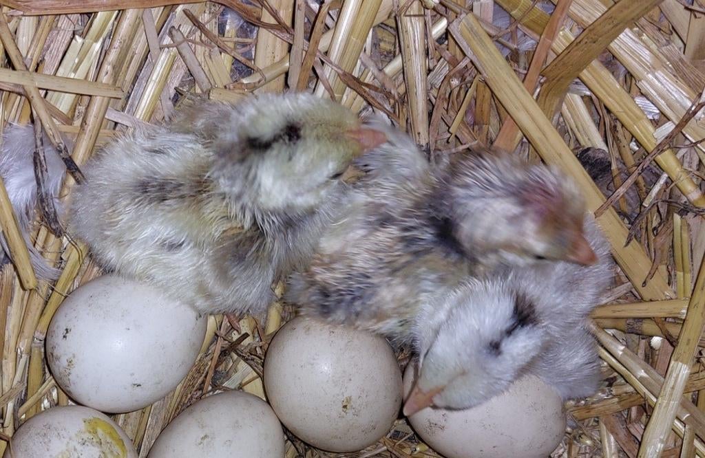 3 natuurbroed krulveer serama kuikens, Dieren en Toebehoren, Pluimvee