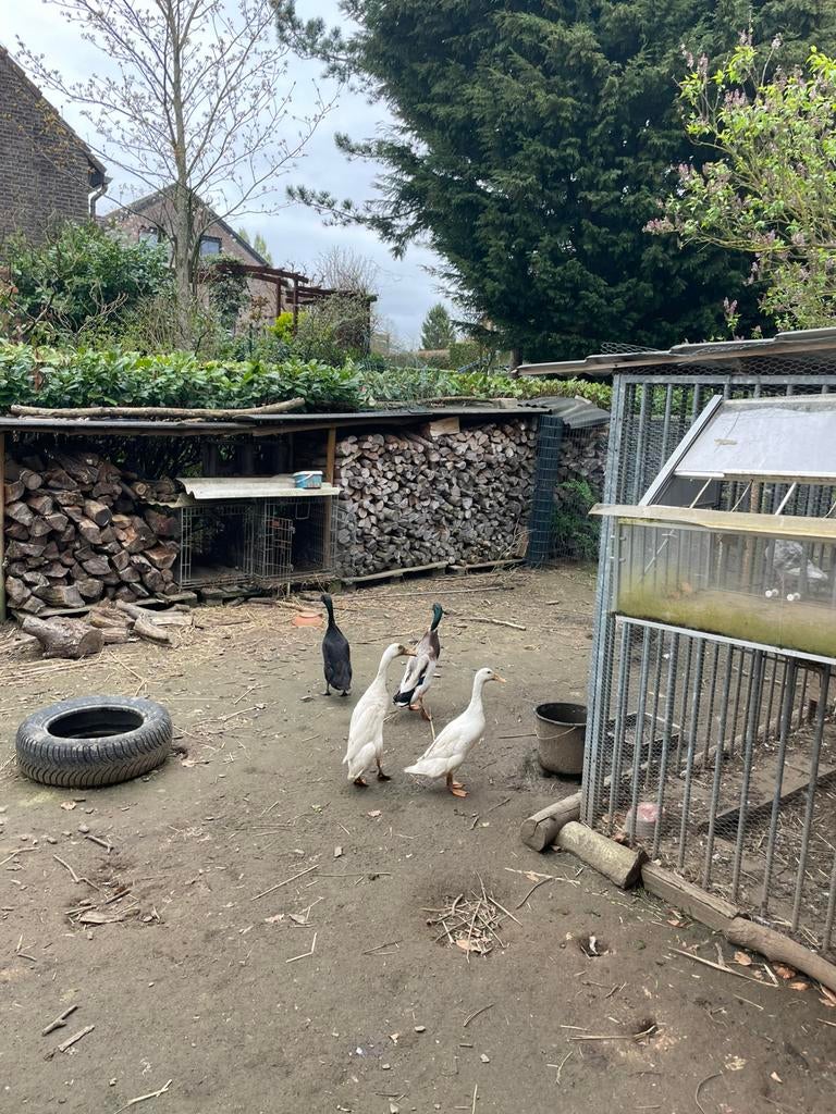 Couple de canard indiens, Animaux & Accessoires, Volatiles | Accessoires, Enlèvement ou Envoi