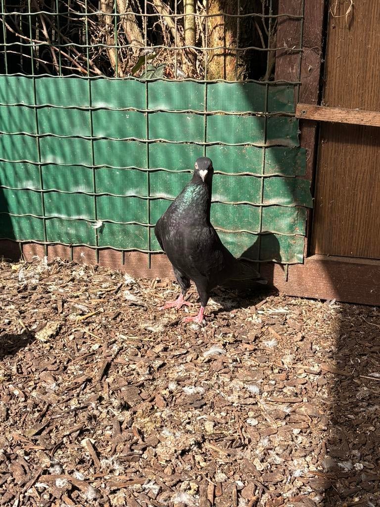 Zwarte duiven, Plusieurs animaux, Autres espèces