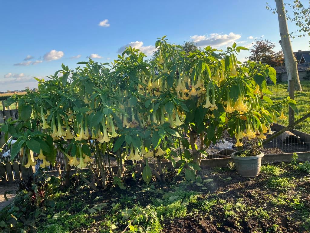 Brugmansia / Engelentrompet 150 cm/+, Enlèvement