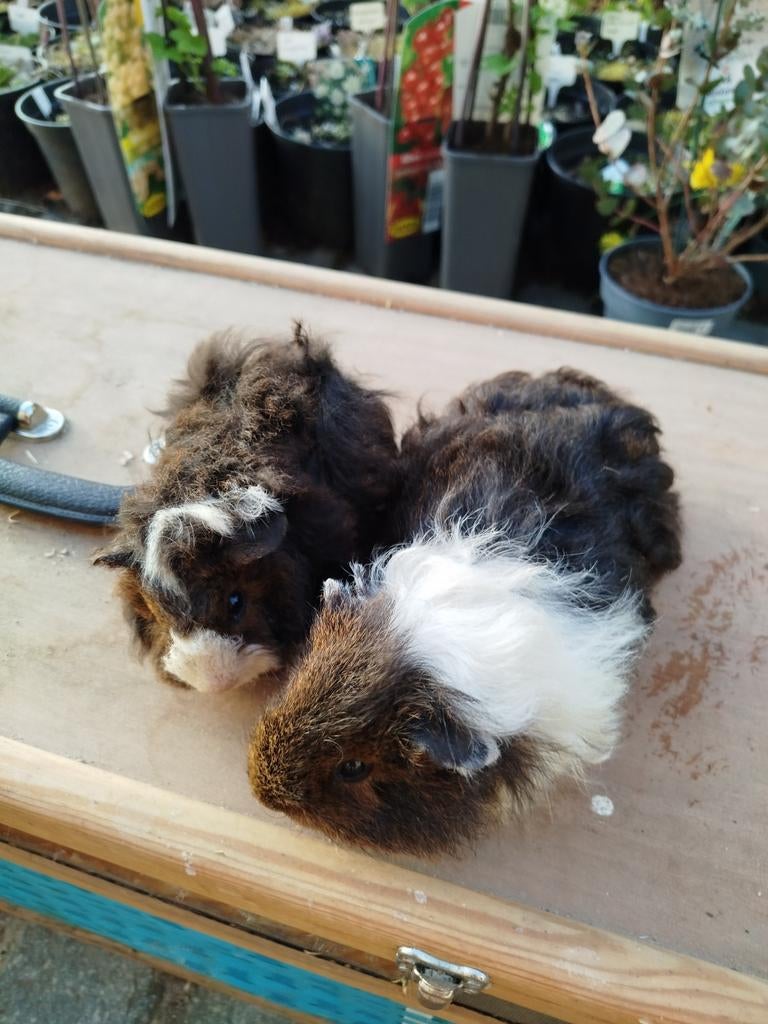 Cavia tessel/alpaca, Dieren en Toebehoren, November, Cavia