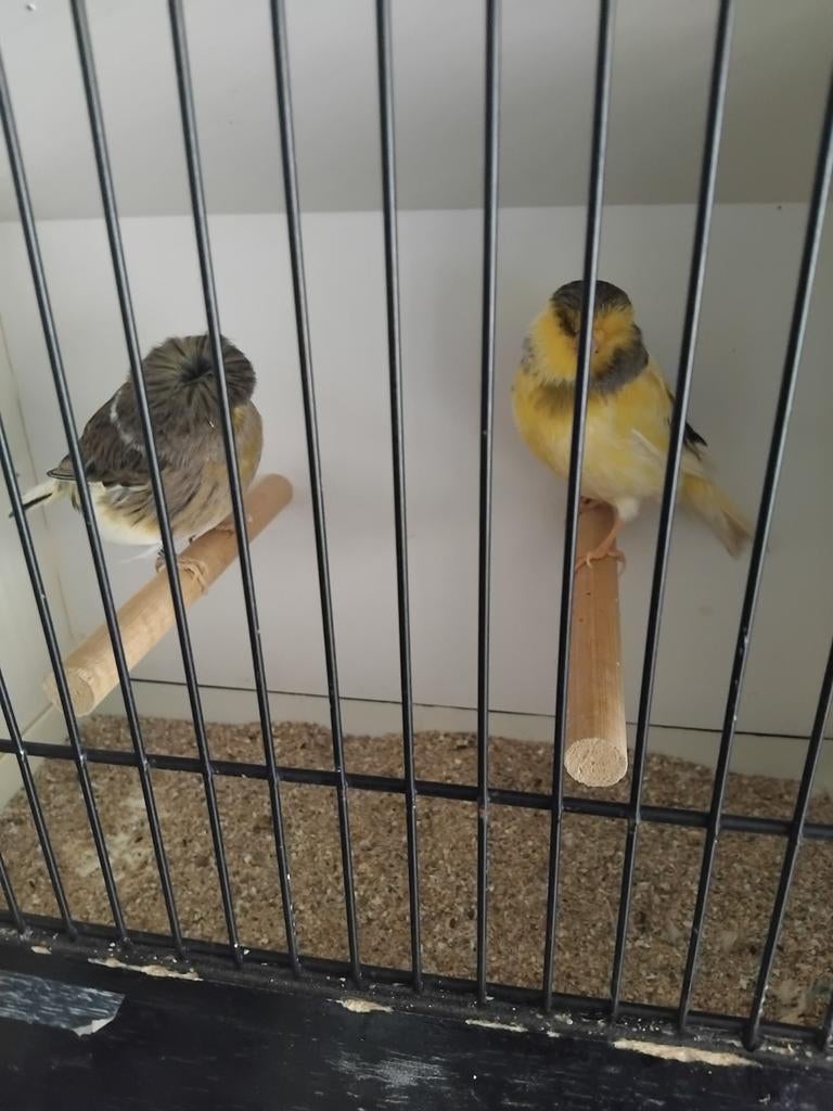Koppel golster, Plusieurs animaux, Canari de couleur