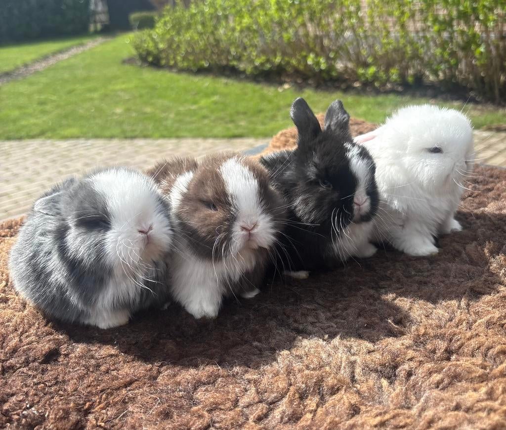 Le nid Minilop de race pure peut être pré-commandé (NL)