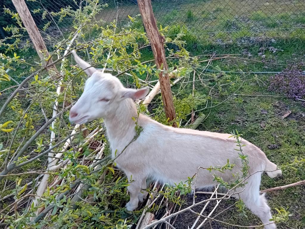 Melkgeit bokje, Dieren en Toebehoren, Mannelijk, Geit, 0 tot 2 jaar