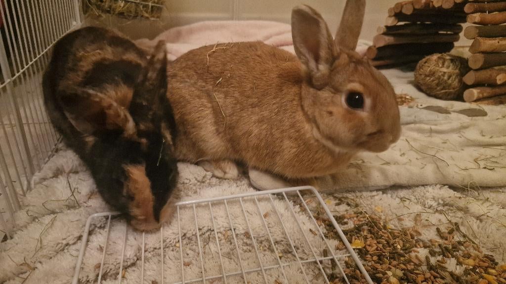 2 dwergkonijntjes incl toebehoren, Animaux & Accessoires, Lapins, Nain, Femelle, 0 à 2 ans