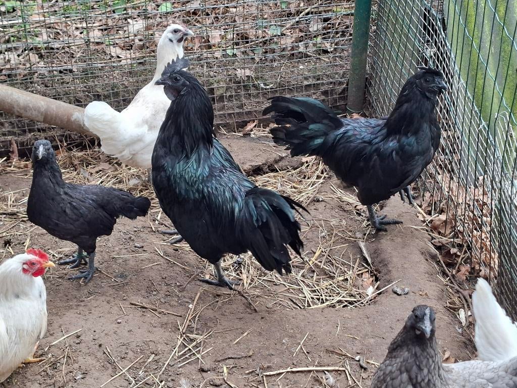 Ayam Cemani, Dieren en Toebehoren, Pluimvee