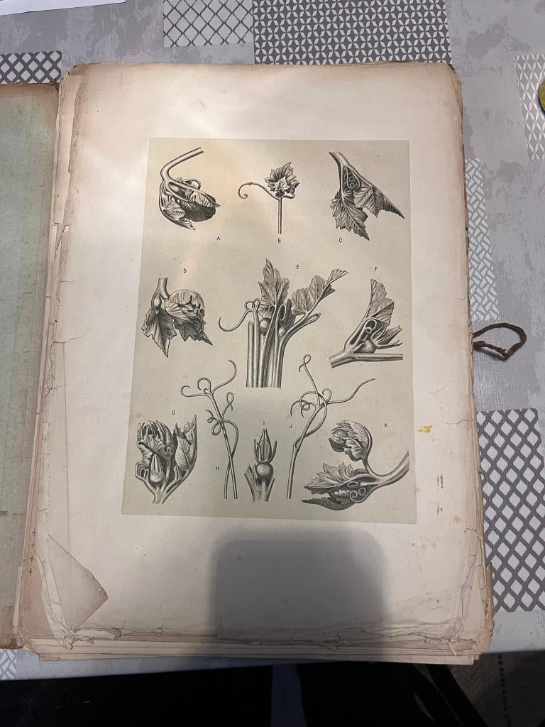 La plante dans son traitement ornemental : incomplète, Enlèvement ou Envoi