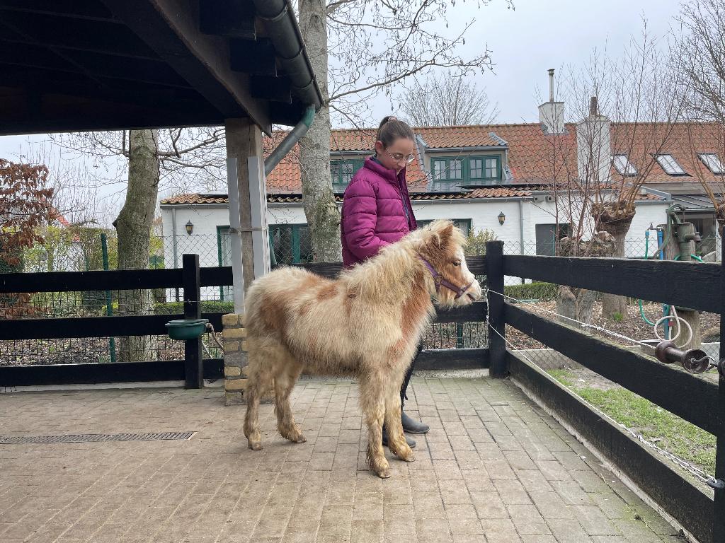 Mini paarden Amerikaanse minipaarden, Dieren en Toebehoren, Minder dan 160 cm, Met stamboom, Niet van toepassing, 0 tot 2 jaar