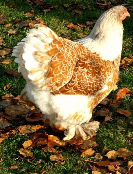 Brahma oeufs fécondé à incuber à couver doré liseré blanc, Animaux & Accessoires, Envoi, Neuf