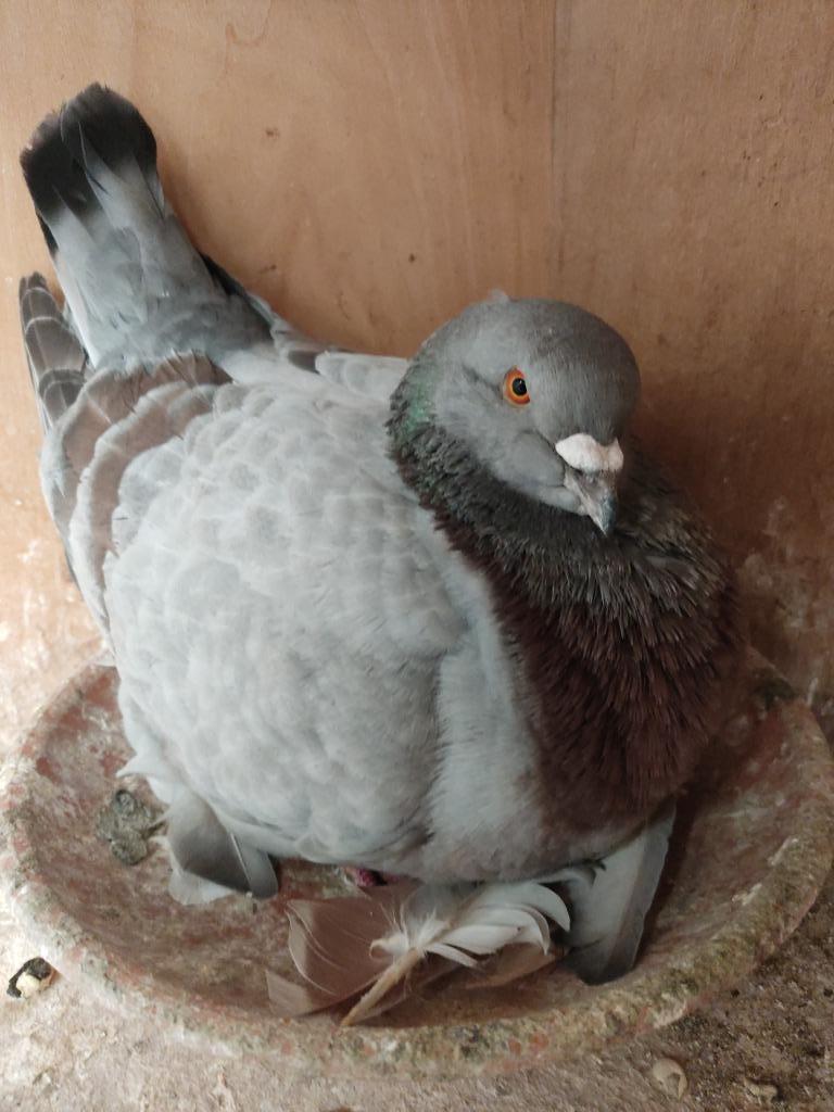 Pigeons king, Animaux & Accessoires, Plusieurs animaux, Autres espèces