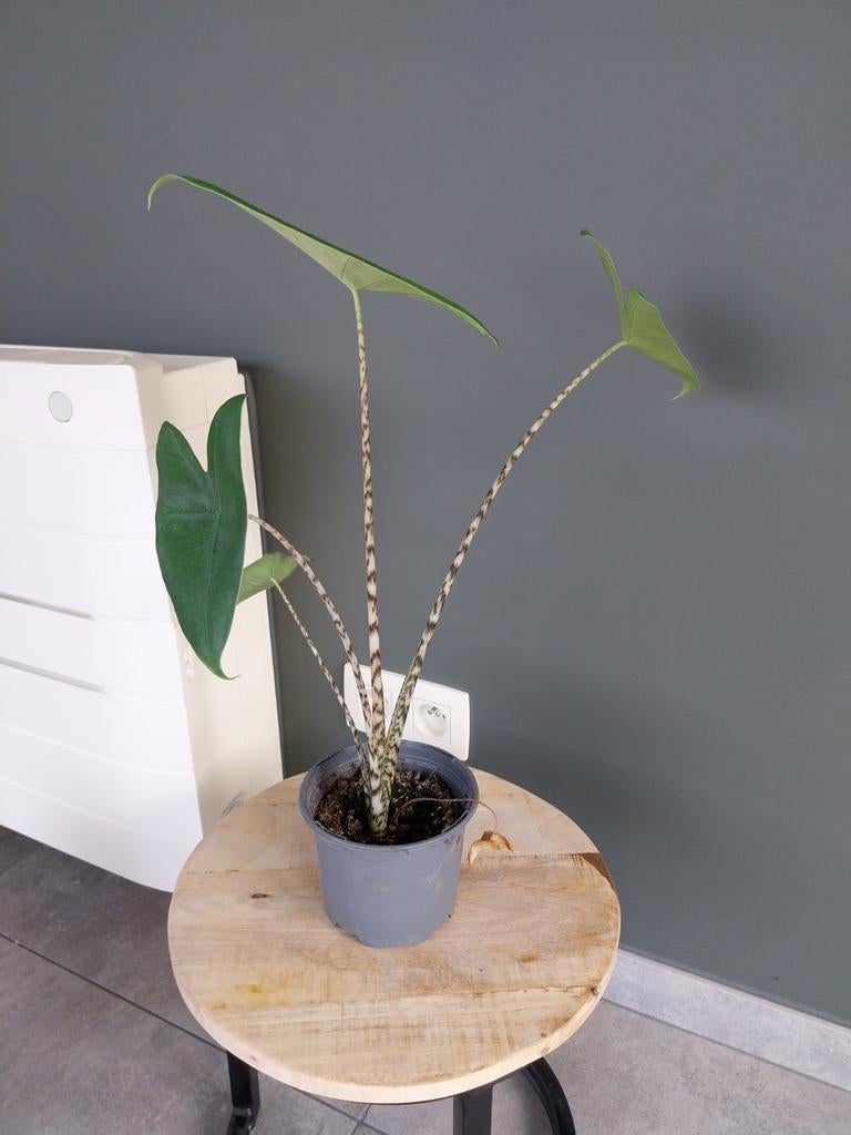 Zebrina olifantsoor, Ophalen