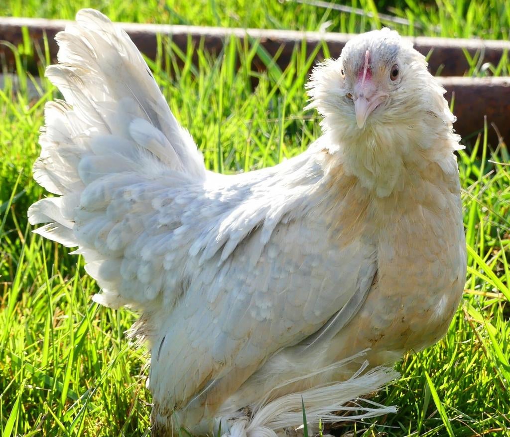 Ukkelse baardkrielen kippen jonge hennen beschikbaar, Dieren en Toebehoren, Pluimvee, Kip, Vrouwelijk