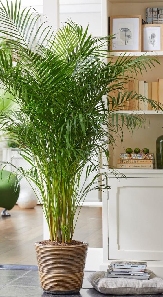 Palmier d interieur, Enlèvement, Palmier