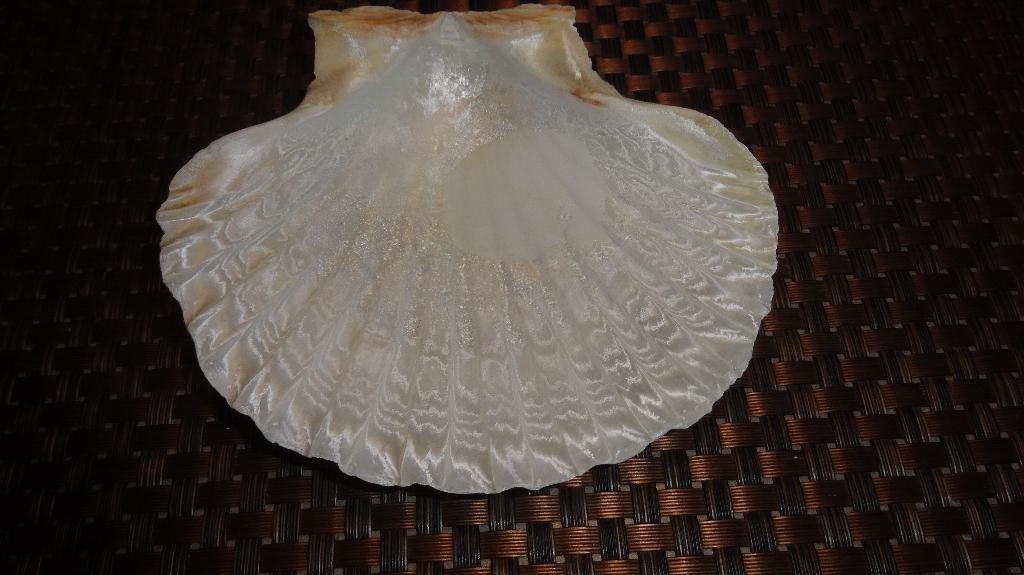 Visschelpen, Ophalen of Verzenden, Zo goed als nieuw