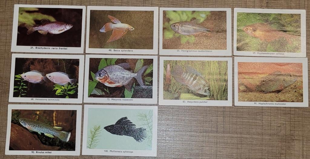 10 oude fotoprentjes reeks Exotische aquariumvissen (Rizla), Ophalen of Verzenden, Gebruikt, Dier, Prent