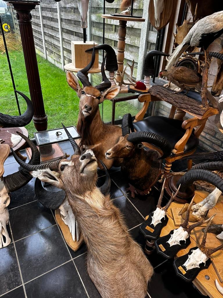 Jacht trofee en geweien, Ophalen