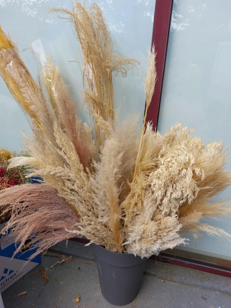 pack de 30 tiges de pampas de différentes nuances, Enlèvement ou Envoi, Neuf