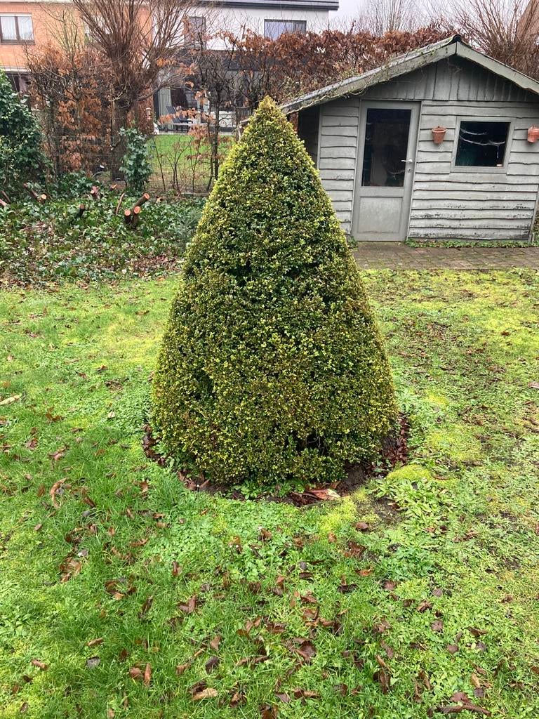 Buxus, Jardin & Terrasse, Plantes | Arbustes & Haies, Buis, Enlèvement