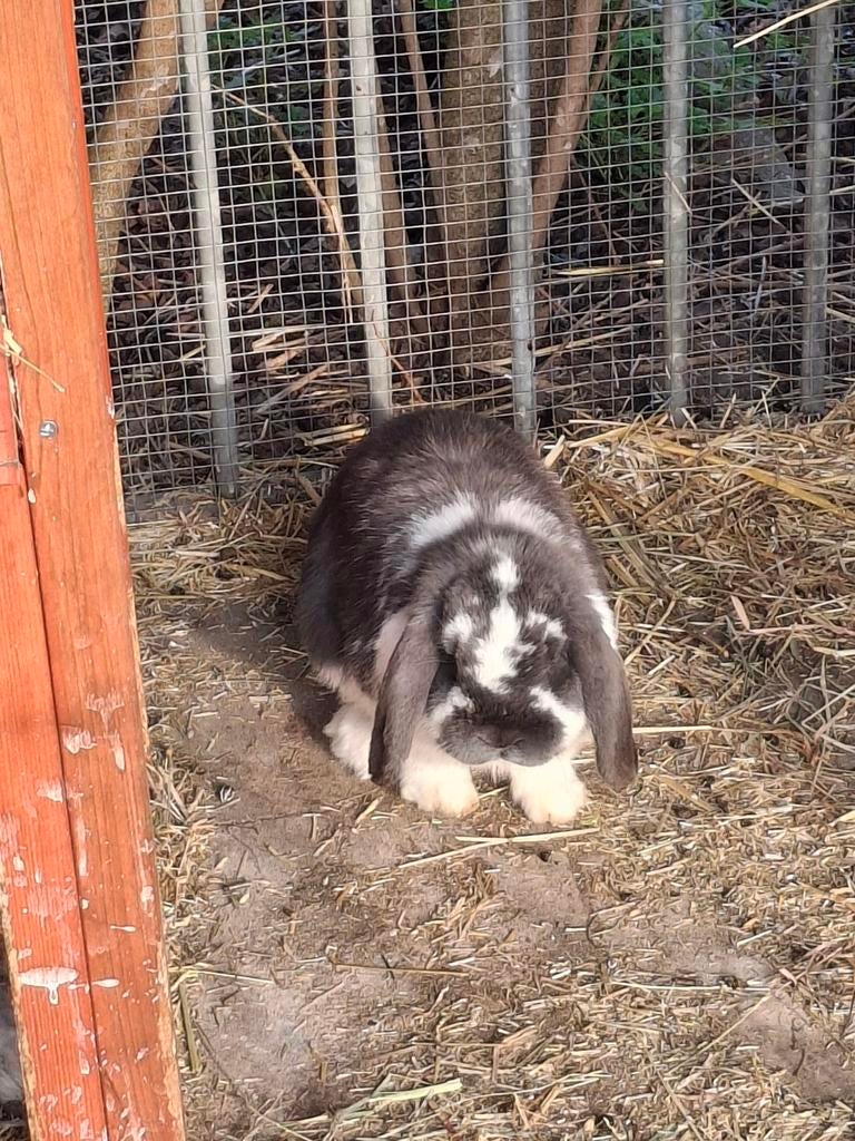 Mannelijk hangoor 1 jaar, Mannelijk, Hangoor