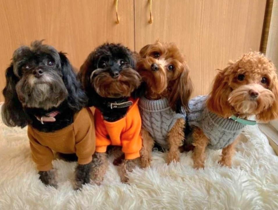 Schattige hypoallergene pups, Dieren en Toebehoren, Parvo, België, Fokker | Hobbymatig, Overige rassen