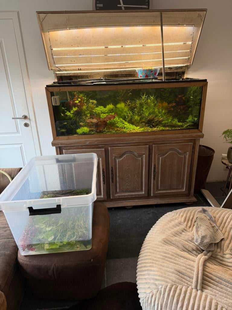 Grote portie aquariumplanten., Ophalen, Zo goed als nieuw