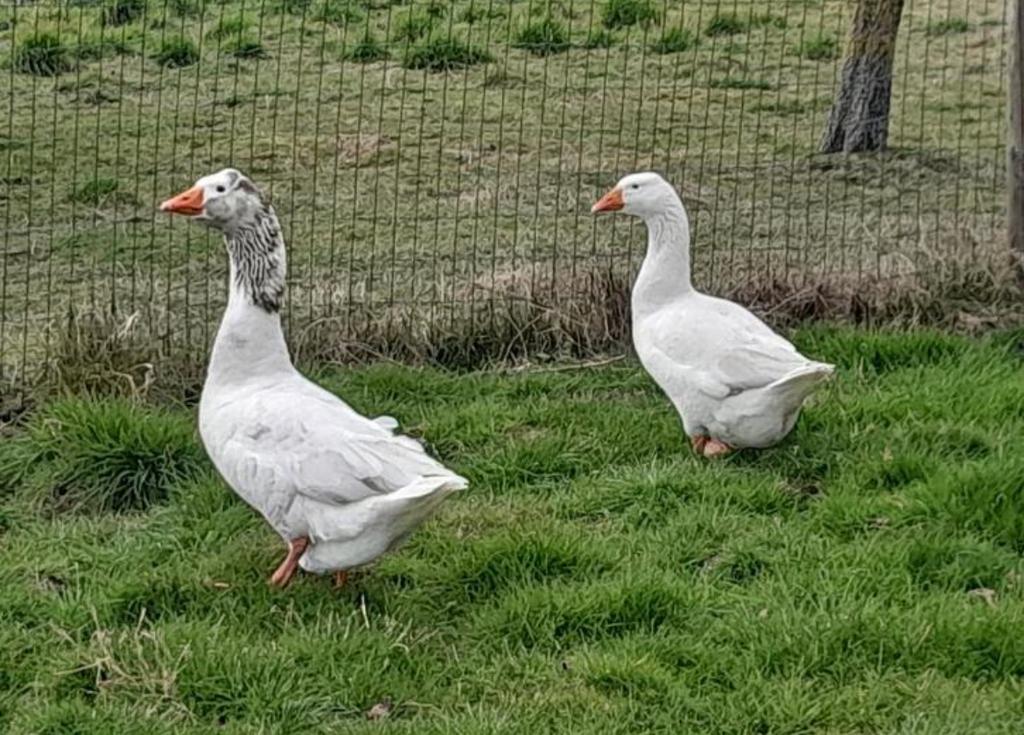 Gratis eendjes, kuikentjes konijntjes, Ophalen, Nieuw