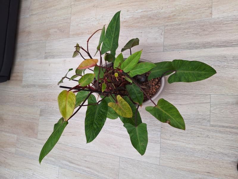 Bloempot met hydroplant compleet, Tuin en Terras, Bloempotten, Gebruikt, Kunststof, Binnen, Minder dan 40 cm, 25 tot 40 cm, Overige vormen