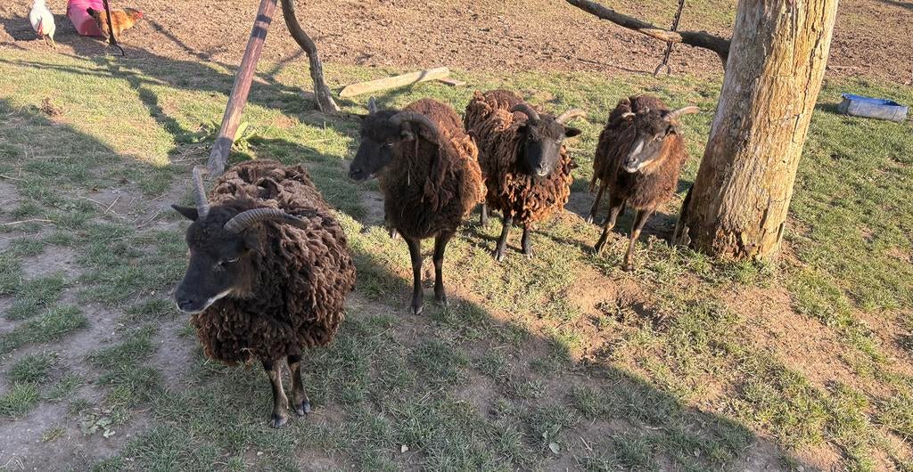 4 soay schapen (ooien), Dieren en Toebehoren, Schapen, Geiten en Varkens, Vrouwelijk, Schaap