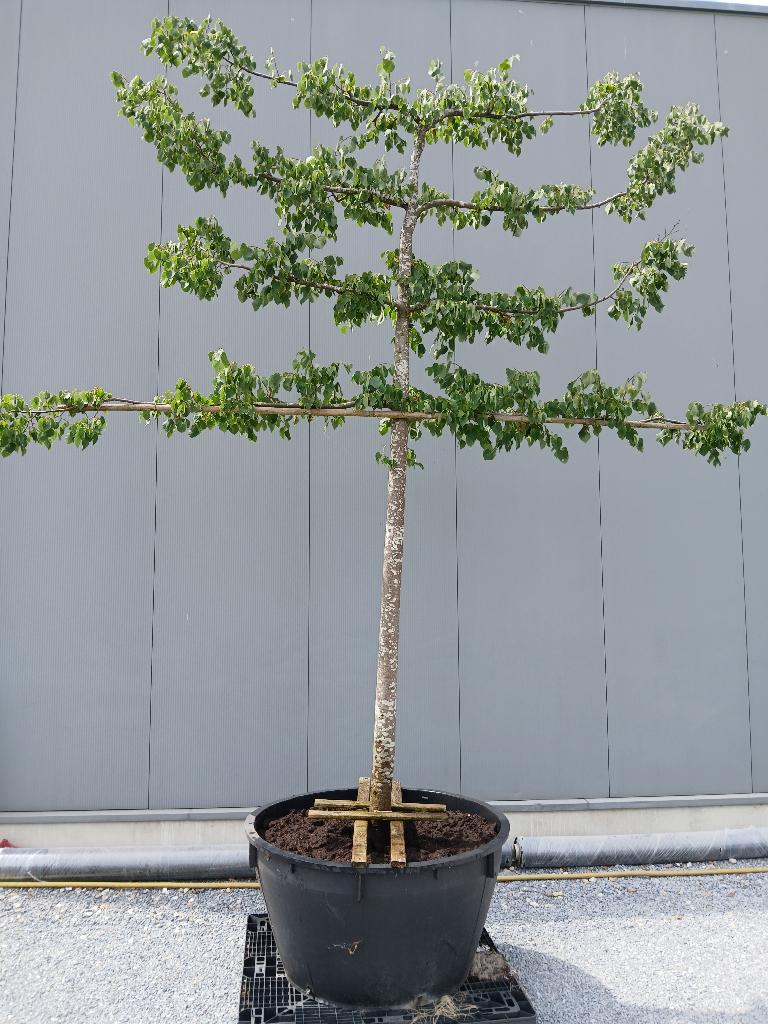 Leilinde, Jardin & Terrasse, Plantes | Arbres, En pot, Espalier, Plein soleil, Enlèvement