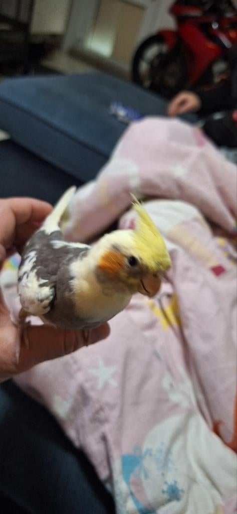 Handtamme valkparkiet met papieren, Dieren en Toebehoren, Mannelijk, Parkiet, Tam