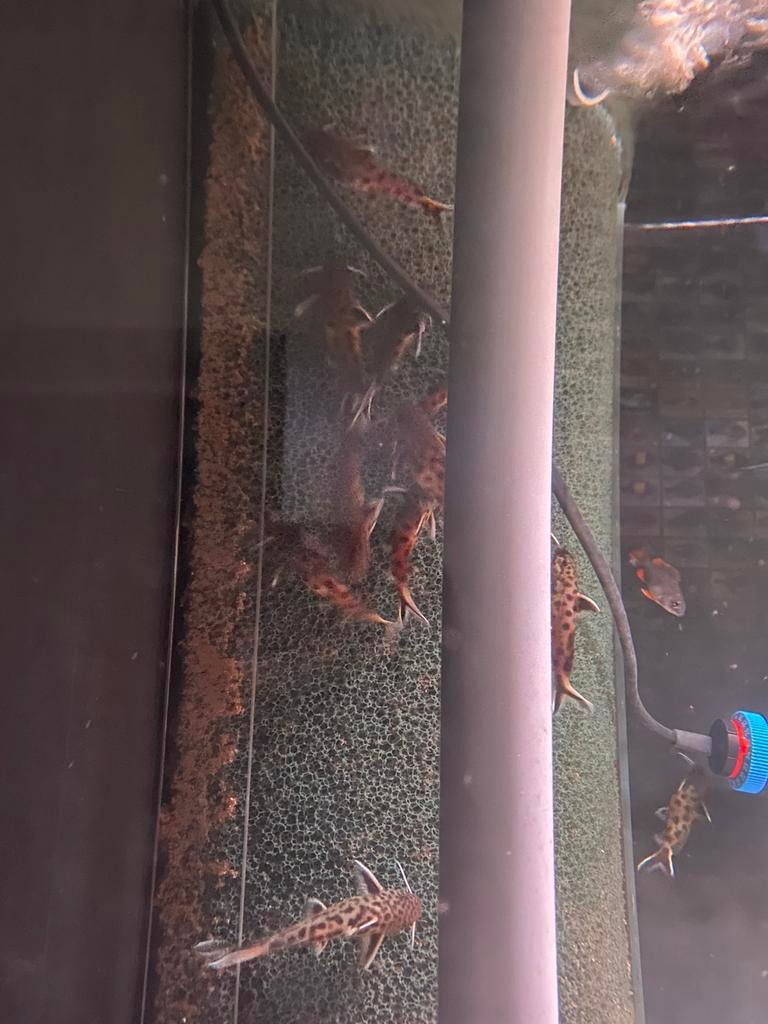 Synodonte de Petricola, Animaux & Accessoires, Poissons | Poissons d'aquarium, Poisson d'eau douce, Poisson, Banc de poissons