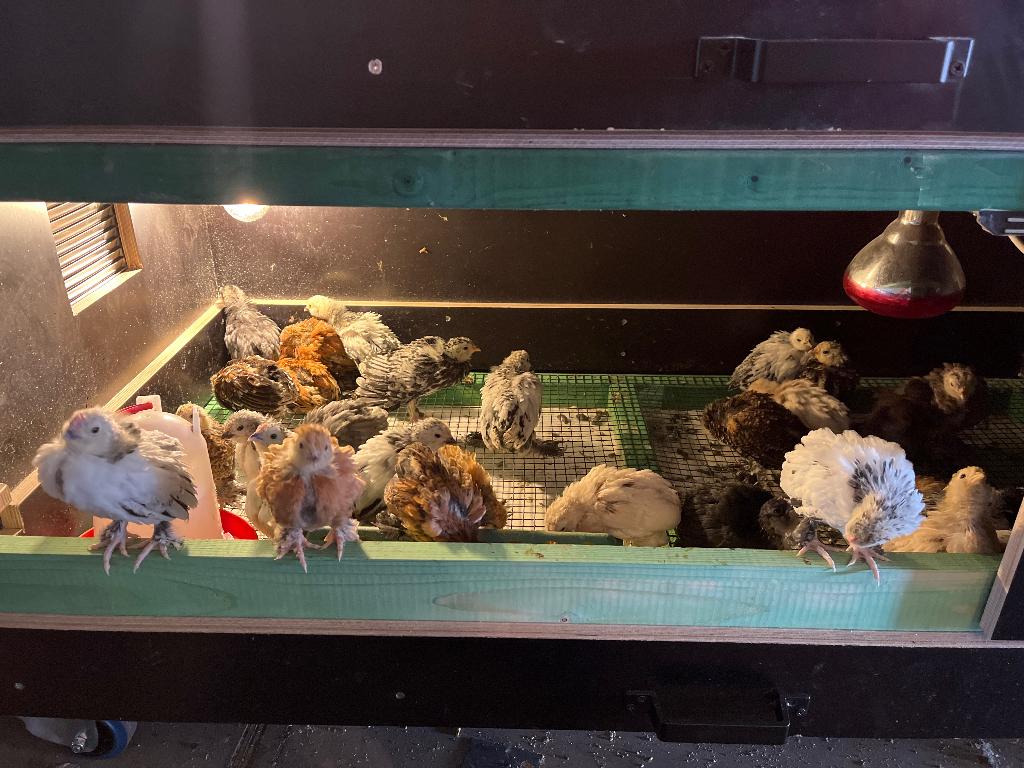 Ukkelse baardkrielen, Dieren en Toebehoren, Vogels | Overige Vogels