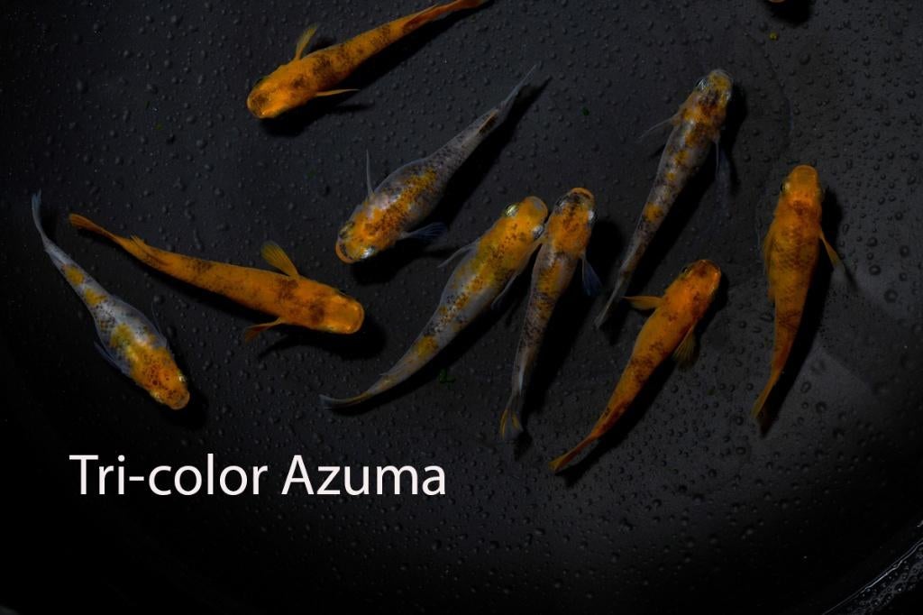 Azuma Tri-color Medaka Volwasssen +/-3cm, Dieren en Toebehoren, Vissen | Aquariumvissen, Vis, Zoetwatervis