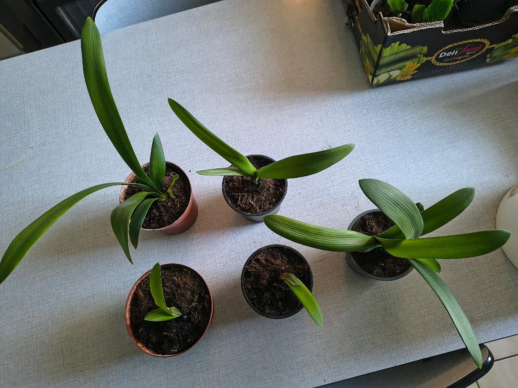 Stekjes Sint-Jozefsplant, Huis en Inrichting, Kamerplanten, Ophalen, Overige soorten, Minder dan 100 cm, Bloeiende kamerplant