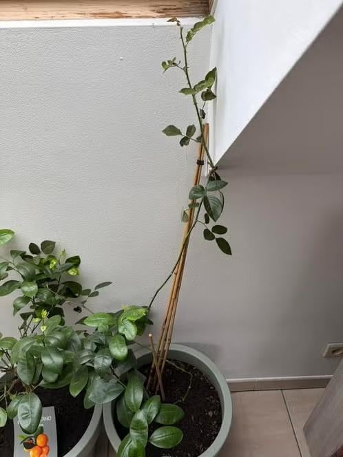 Rosier en pot, Jardin & Terrasse, Plantes | Arbres, Autres espèces, 100 à 250 cm, Ombre partielle, Été, En pot, Enlèvement