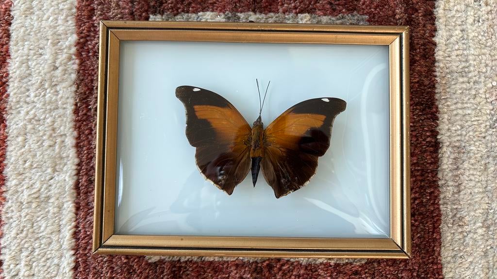 Cadre vintage papillon Orion (historis odius) verre convexe, Antiquités & Art, Enlèvement ou Envoi