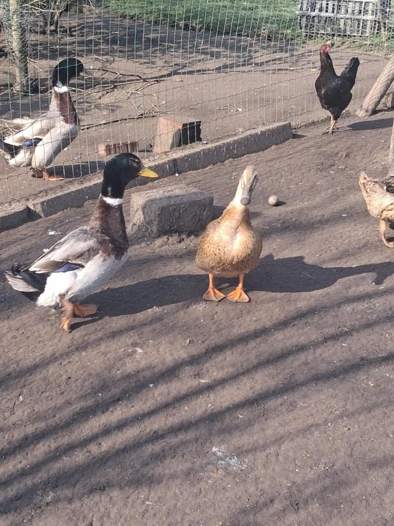 Koppel rouaan eenden, Dieren en Toebehoren, Pluimvee, Meerdere dieren, Eend