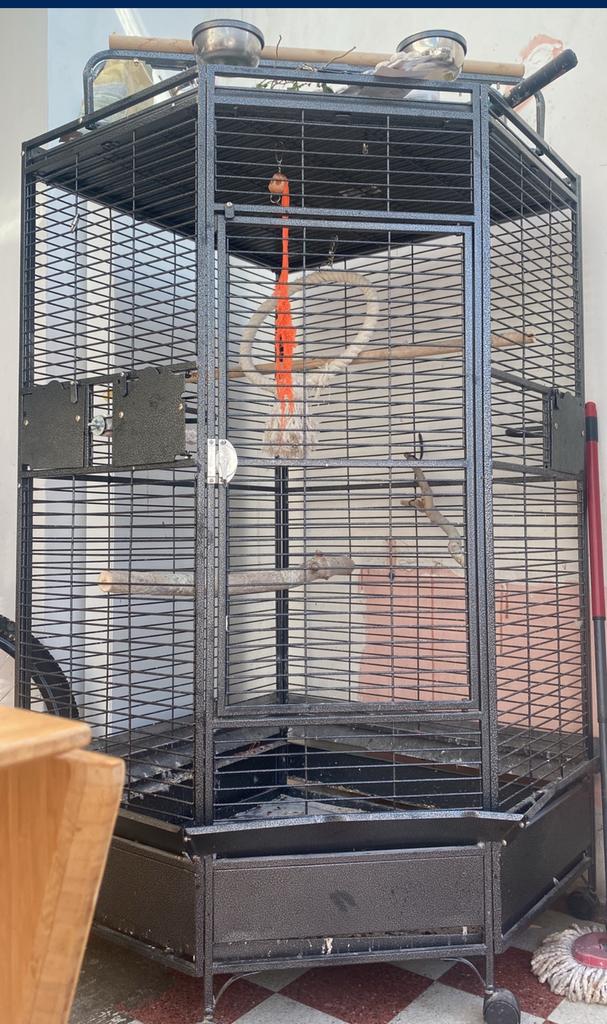 Cage pour perroquet peruche, Enlèvement