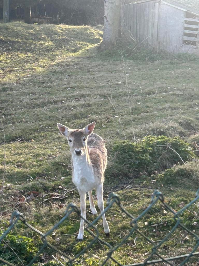 Jonge bok damhert, Dieren en Toebehoren