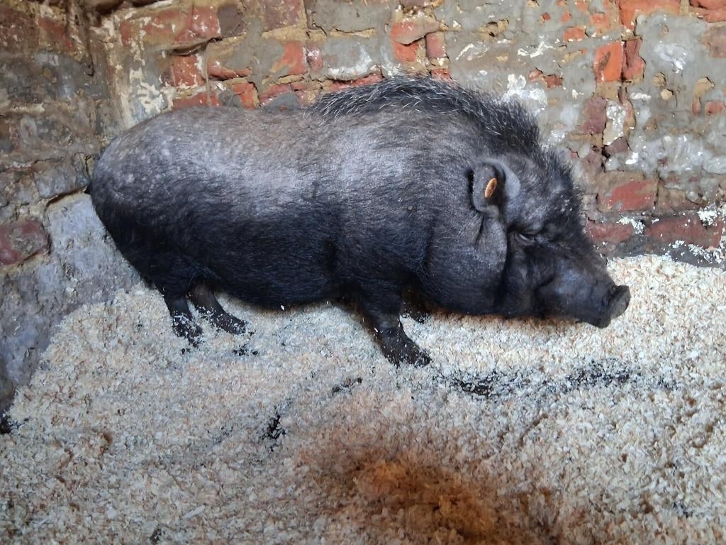 Hangbuikvarken, Mannelijk, Varken, 3 tot 5 jaar
