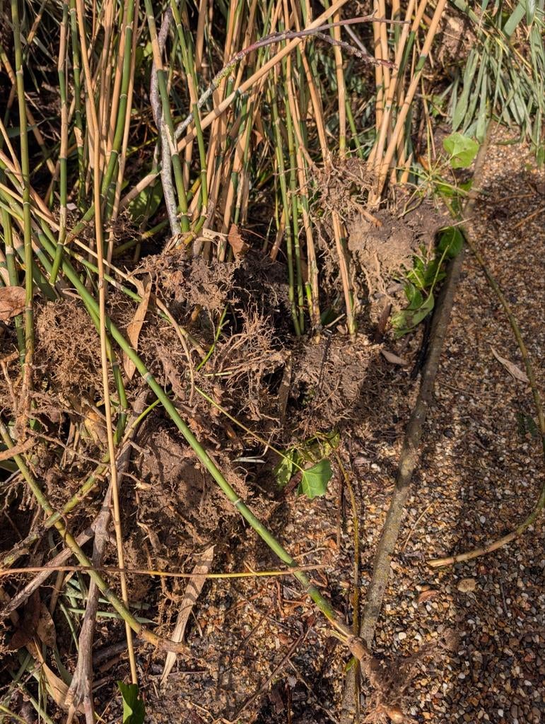 Bamboe met kluit, Tuin en Terras, Ophalen