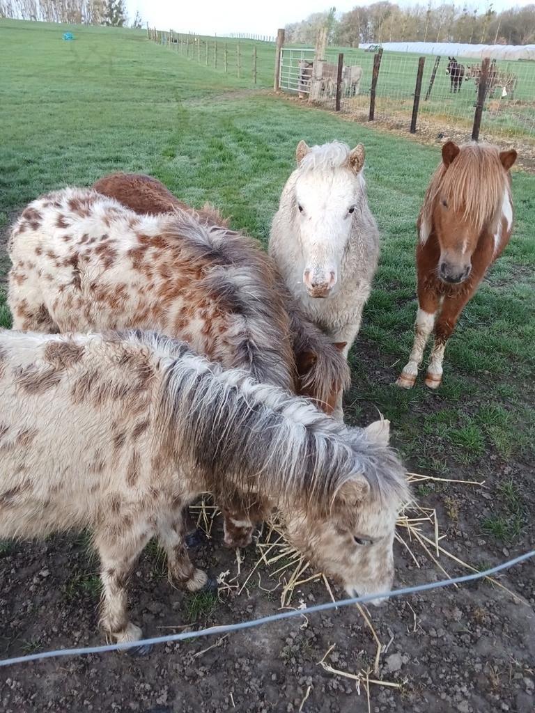 Étalons, Animaux & Accessoires, Moutons, Chèvres & Cochons