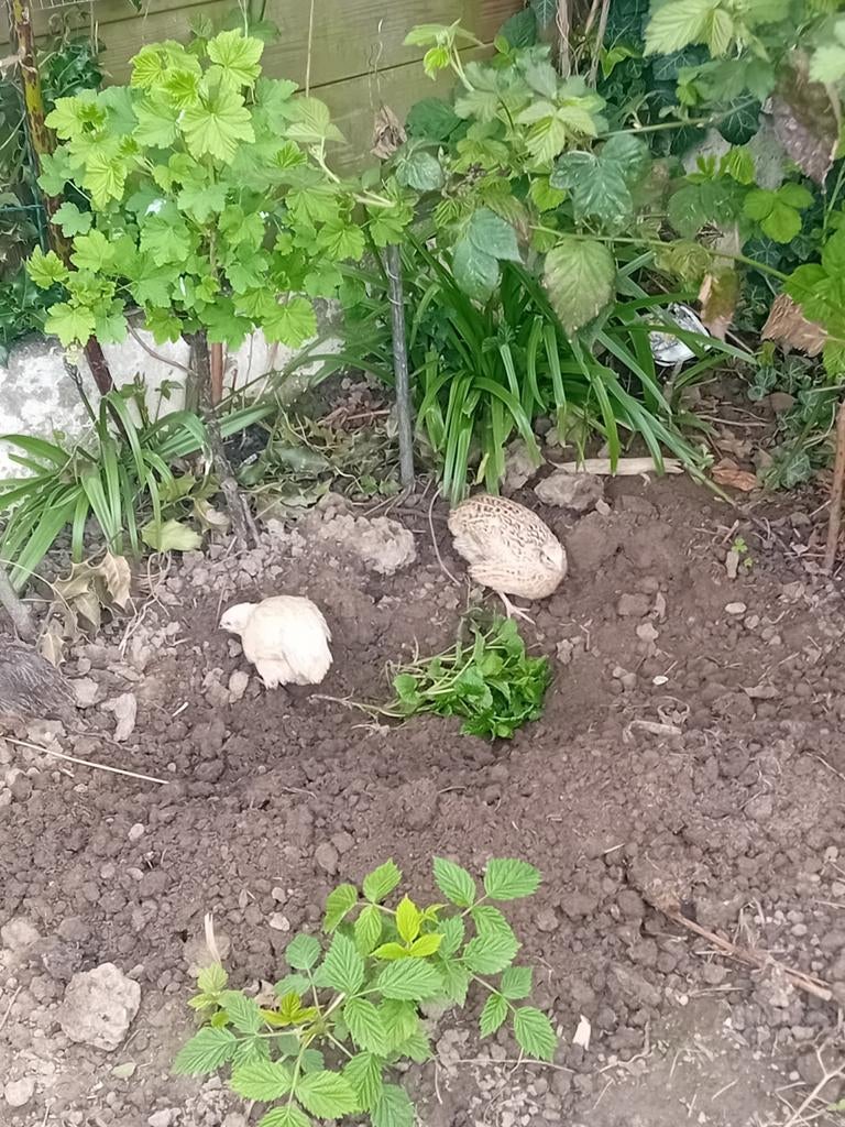 Kwartels manen jumbo te kop 8 weken oud  4 stuk, Dieren en Toebehoren